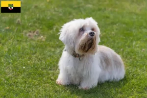 Read more about the article Dandie Dinmont Terrier crescători și căței în Saxonia-Anhalt