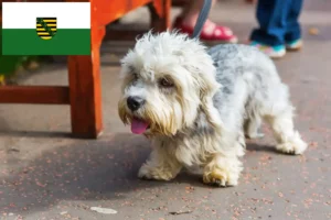 Read more about the article Dandie Dinmont Terrier crescători și căței în Saxonia