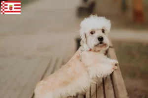 Read more about the article Dandie Dinmont Terrier crescători și căței în Bremen