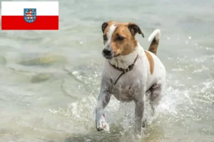 Read more about the article Crescători de câini de fermă danezi-suedezi și căței în Thuringia