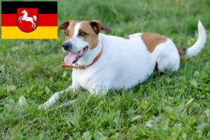 Read more about the article Crescători de câini de fermă danez-suedezi și căței în Saxonia Inferioară