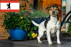Read more about the article Crescători de câini de fermă danez-suedezi și căței în Berlin