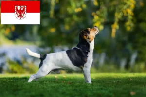 Read more about the article Crescători de câini de fermă danezi-suedezi și căței în Brandenburg
