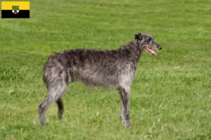 Read more about the article Crescători de Deerhound și căței în Saxonia-Anhalt