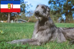 Read more about the article Crescători de Deerhound și căței în Schleswig-Holstein