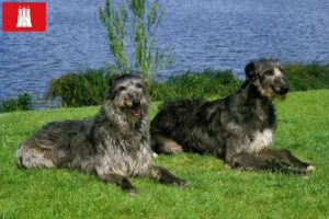 Read more about the article Deerhound crescători și căței în Hamburg