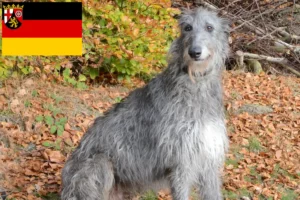 Read more about the article Crescători de Deerhound și căței în Renania-Palatinat