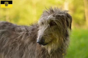 Read more about the article Crescători de Deerhound și căței în Baden-Württemberg