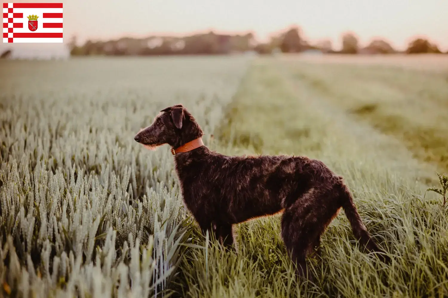 Deerhound căței și crescători Bremen Aici puteți găsi crescători de Deerhounds din Bremen.