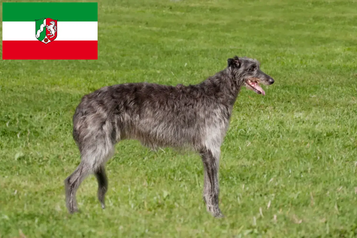Deerhound căței și crescători Renania de Nord-Westfalia Aici puteți găsi crescători de Deerhounds din Renania de Nord-Westfalia.