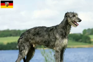 Read more about the article Crescători de Deerhound și căței în Saarland