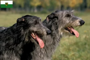 Read more about the article Crescători de Deerhound și căței în Saxonia