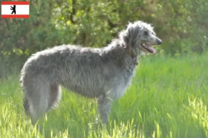 Read more about the article Deerhound crescători și căței în Berlin