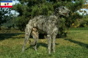 Read more about the article Crescători de Deerhound și căței în Mecklenburg-Vorpommern