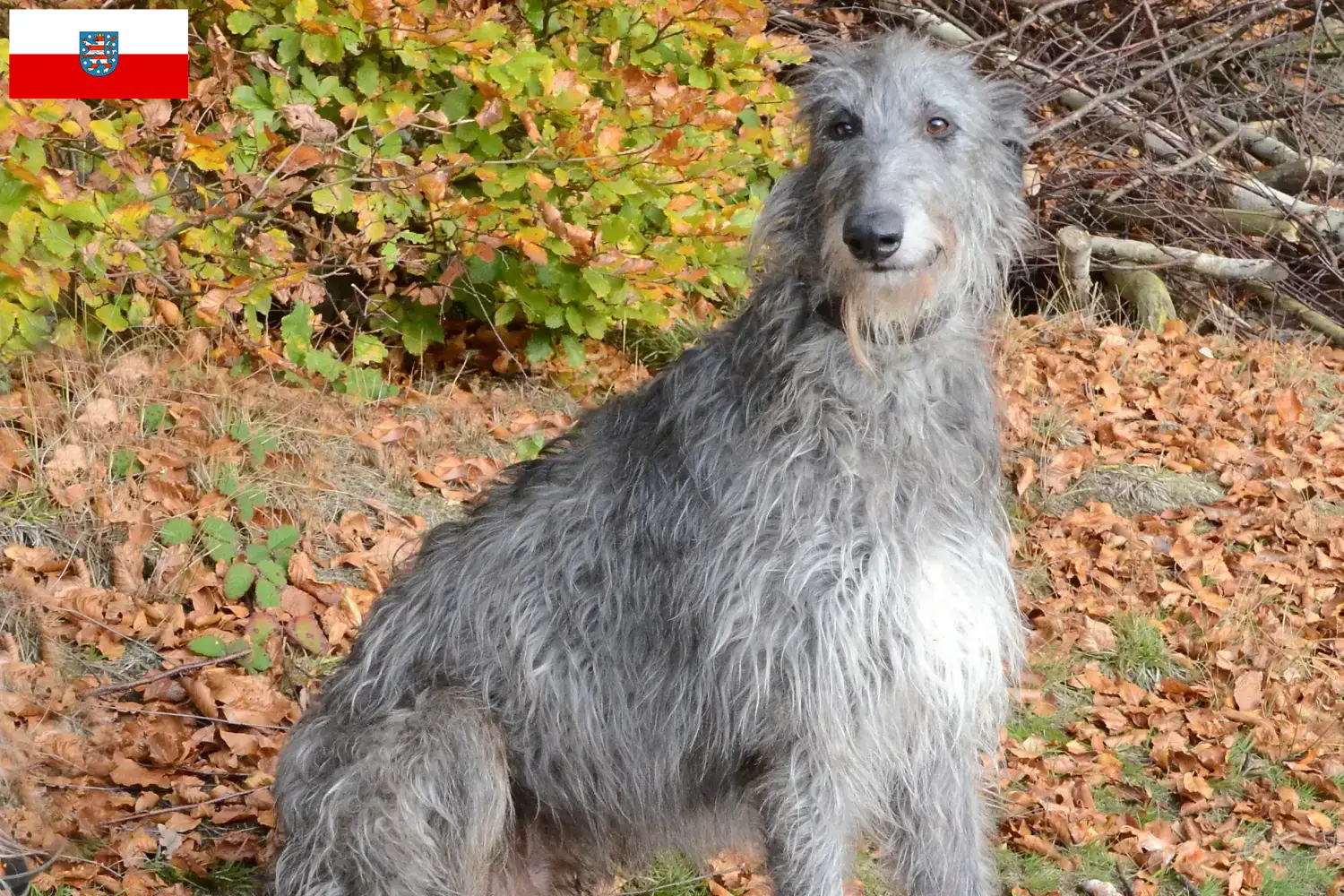 Deerhound căței și crescători Thuringia Aici puteți găsi crescători de Deerhounds din Thuringia.