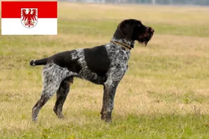 Read more about the article Deutsch Drahthaar crescători și căței în Brandenburg