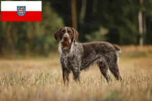 Read more about the article Deutsch Drahthaar crescători și căței în Thuringia