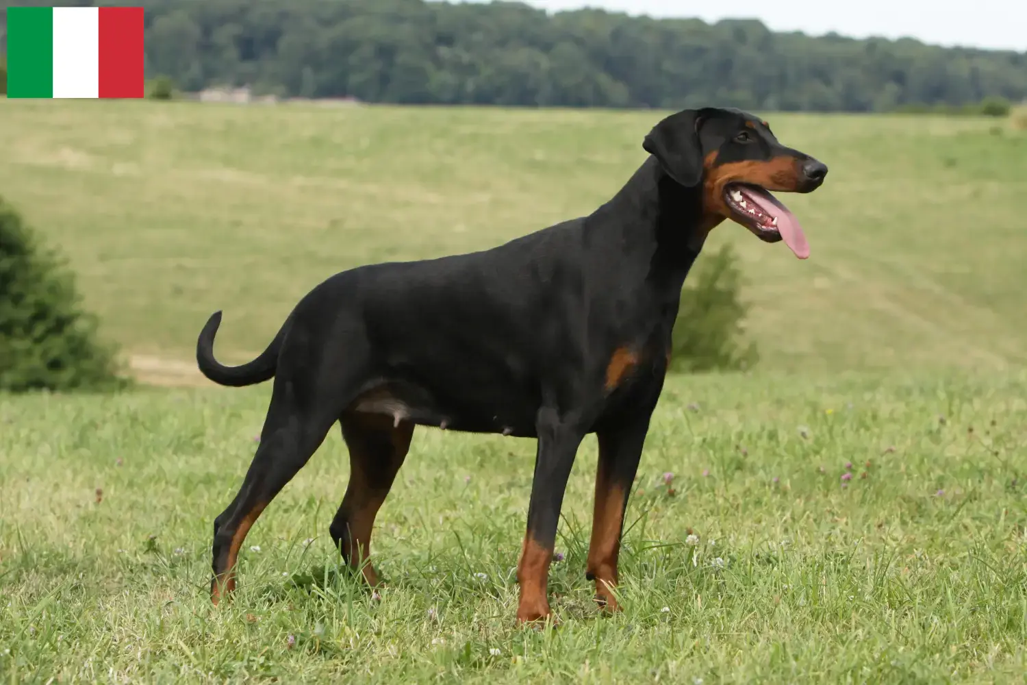 Doberman căței și crescători Italia Găsiți crescători de Dobermani în Italia aici.