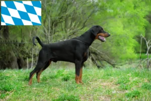 Read more about the article Dobermann crescători și căței în Bavaria