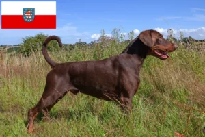 Read more about the article Dobermann crescători și căței în Thuringia