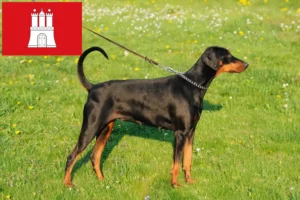 Read more about the article Dobermann crescători și căței în Hamburg