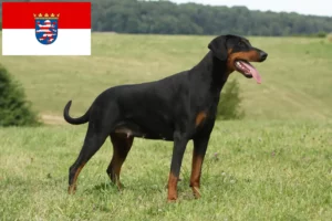 Read more about the article Dobermann crescători și căței în Hessen