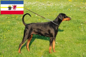 Read more about the article Dobermann crescători și căței în Mecklenburg-Vorpommern