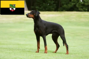 Read more about the article Dobermann crescători și căței în Saxonia-Anhalt