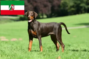 Read more about the article Dobermann crescători și căței în Renania de Nord-Westfalia
