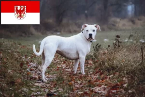 Read more about the article Dogo Argentino crescători și căței în Brandenburg