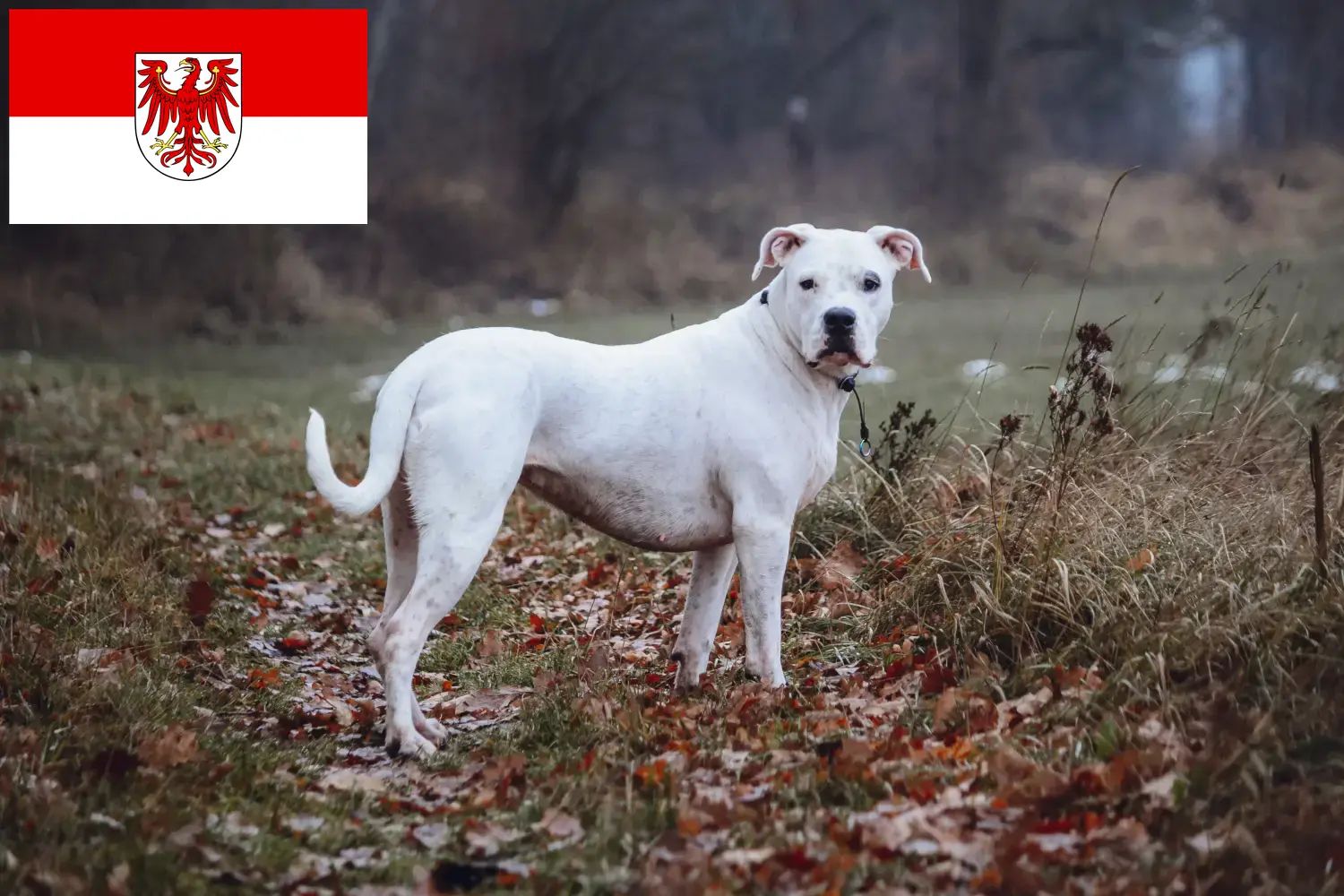 Read more about the article Dogo Argentino crescători și căței în Brandenburg