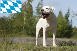 Read more about the article Dogo Argentino crescători și căței în Bavaria