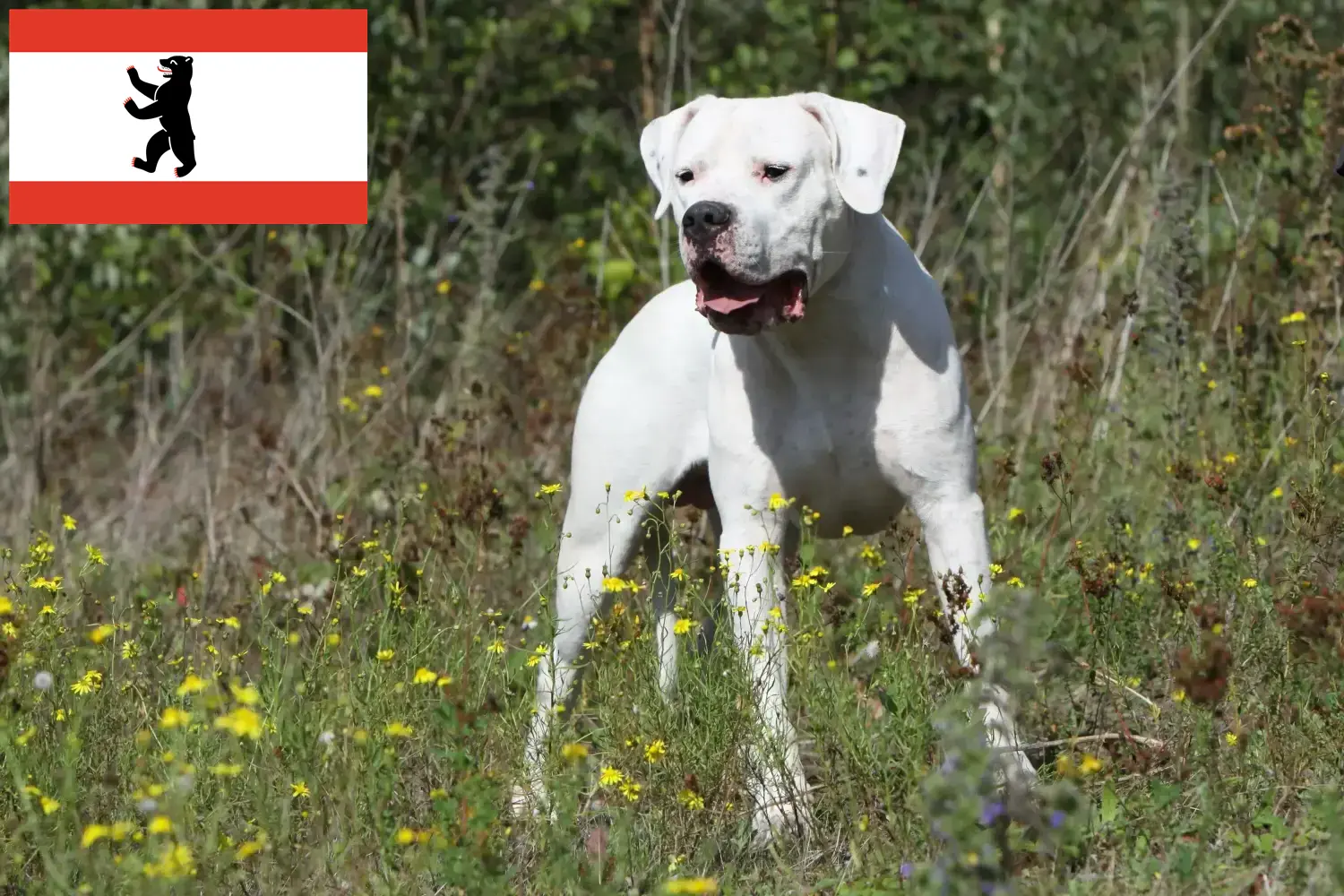 Read more about the article Dogo Argentino crescători și căței în Berlin
