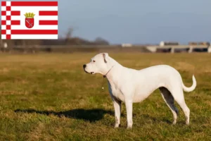 Read more about the article Dogo Argentino crescători și căței în Bremen
