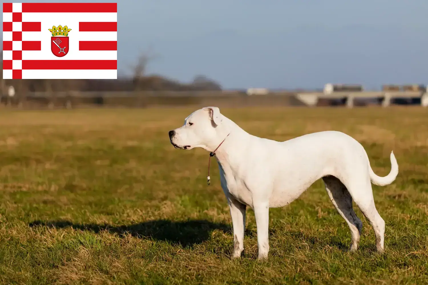 Dogo Argentino căței și crescători Bremen Găsiți crescători de Dogo Argentinos în Bremen aici.