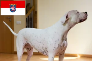 Read more about the article Dogo Argentino crescători și căței în Hessen
