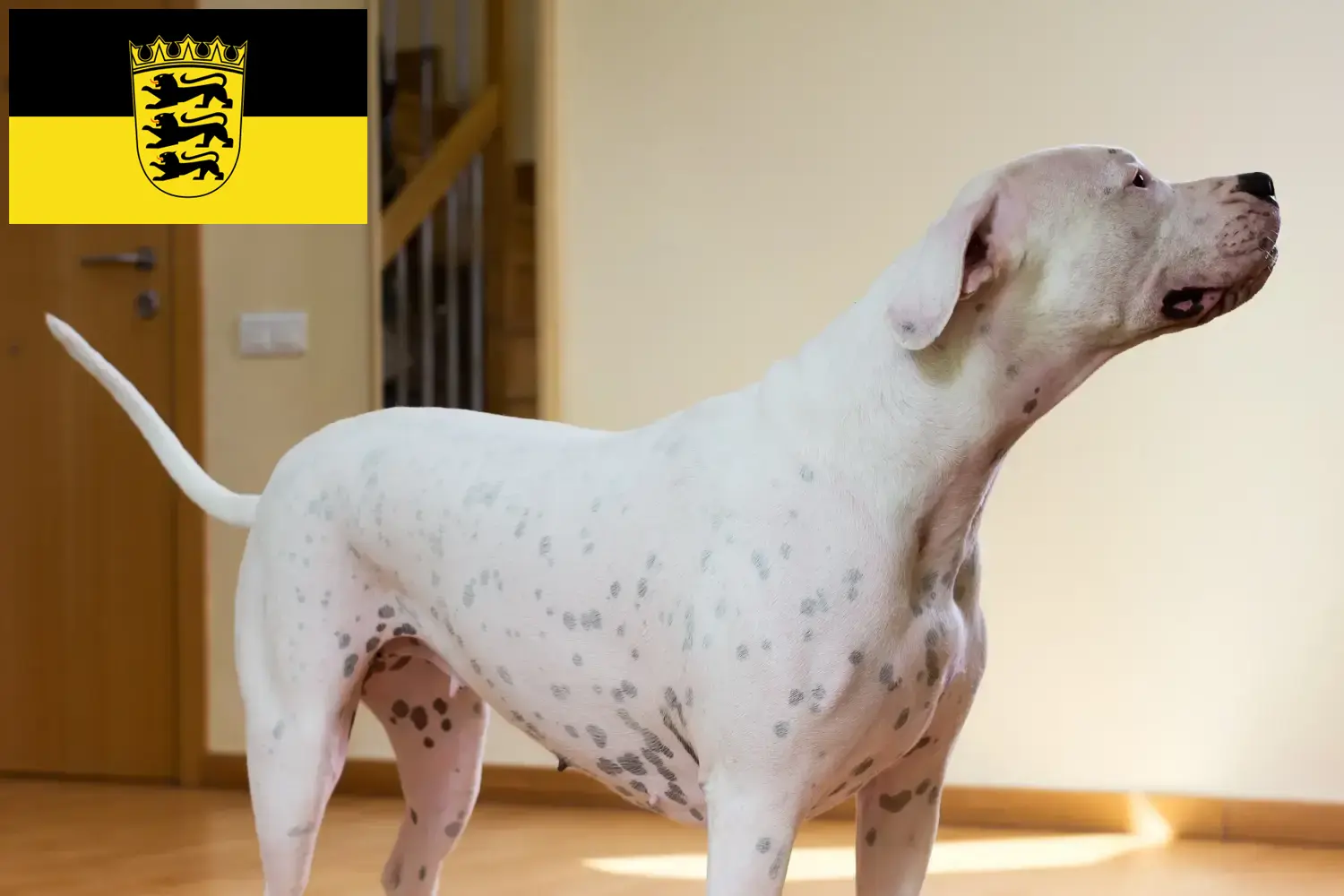 Read more about the article Dogo Argentino crescători și căței în Baden-Württemberg