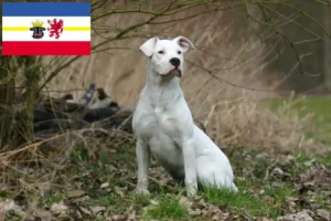 Read more about the article Dogo Argentino crescători și căței în Mecklenburg-Vorpommern
