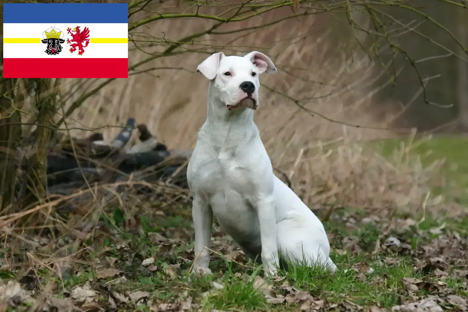 Dogo Argentino căței și crescători Mecklenburg-Vorpommern Aici puteți găsi crescători de Dogo Argentinos în Mecklenburg-Vorpommern.