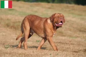 Read more about the article Dogue de Bordeaux crescători și căței în Italia
