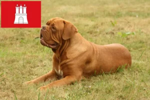 Read more about the article Dogue de Bordeaux crescători și căței în Hamburg
