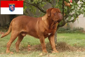 Read more about the article Dogue de Bordeaux crescători și căței în Hessen
