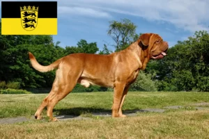 Read more about the article Dogue de Bordeaux crescători și căței în Baden-Württemberg