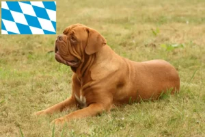Read more about the article Dogue de Bordeaux crescători și căței în Bavaria