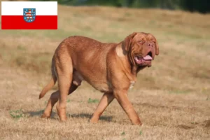Read more about the article Dogue de Bordeaux crescători și căței în Thuringia