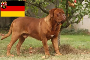 Read more about the article Dogue de Bordeaux crescători și căței în Renania-Palatinat