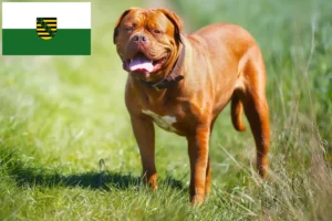 Read more about the article Dogue de Bordeaux crescători și căței în Saxonia