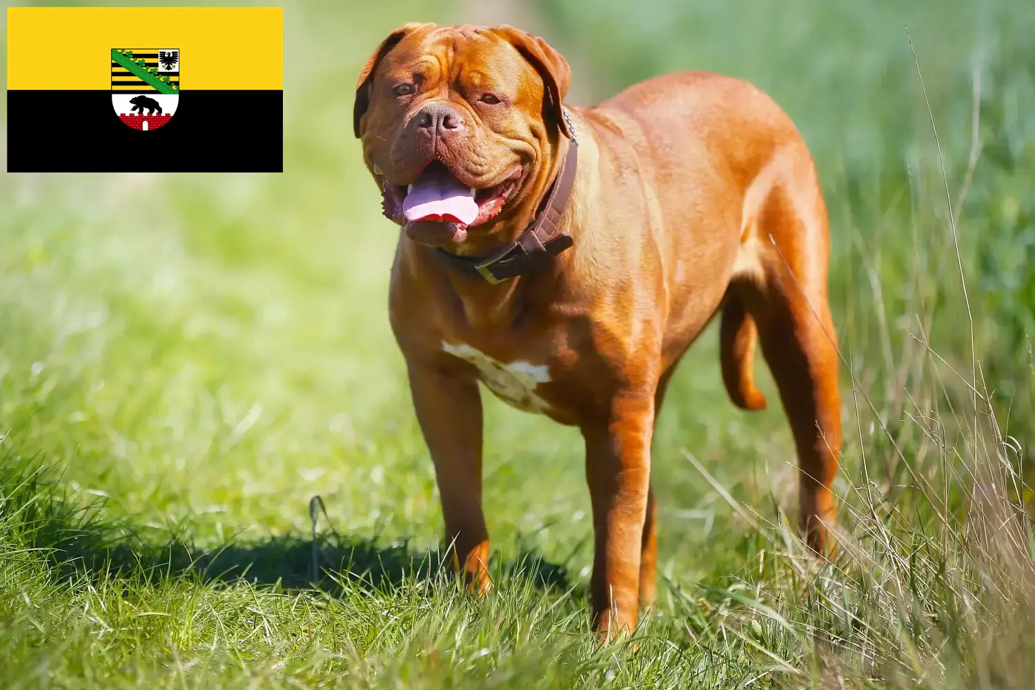 Dogue de Bordeaux căței și crescători Saxonia-Anhalt Aici puteți găsi crescători de câini Dogue de Bordeaux în Saxony-Anhalt.