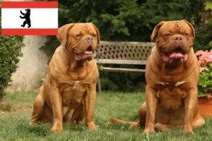 Read more about the article Dogue de Bordeaux crescători și căței în Berlin