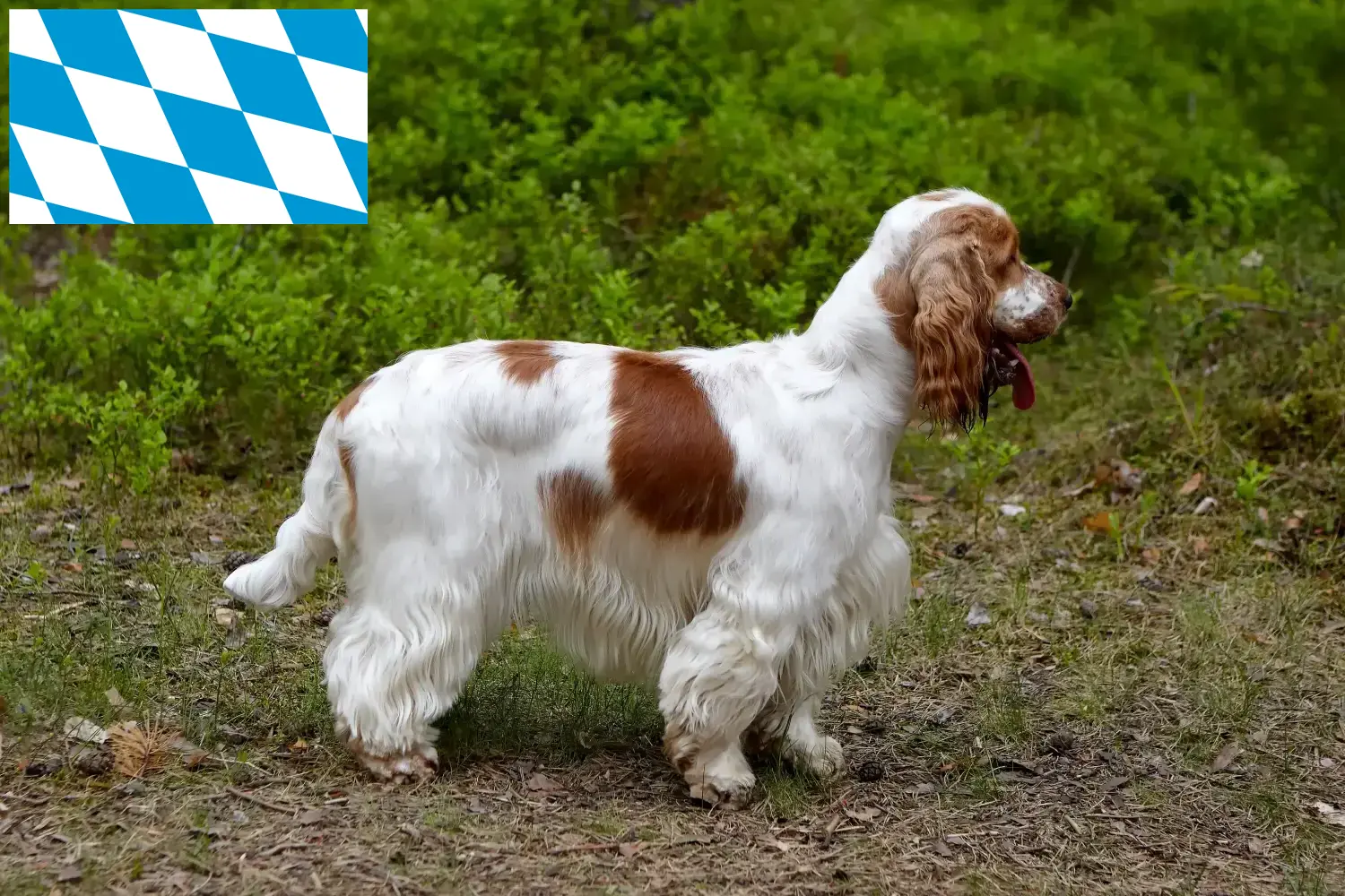 Read more about the article Crescători de Cocker Spaniel Englez și căței în Bavaria